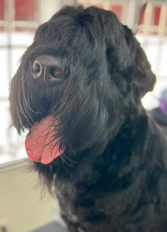 Grooming-1