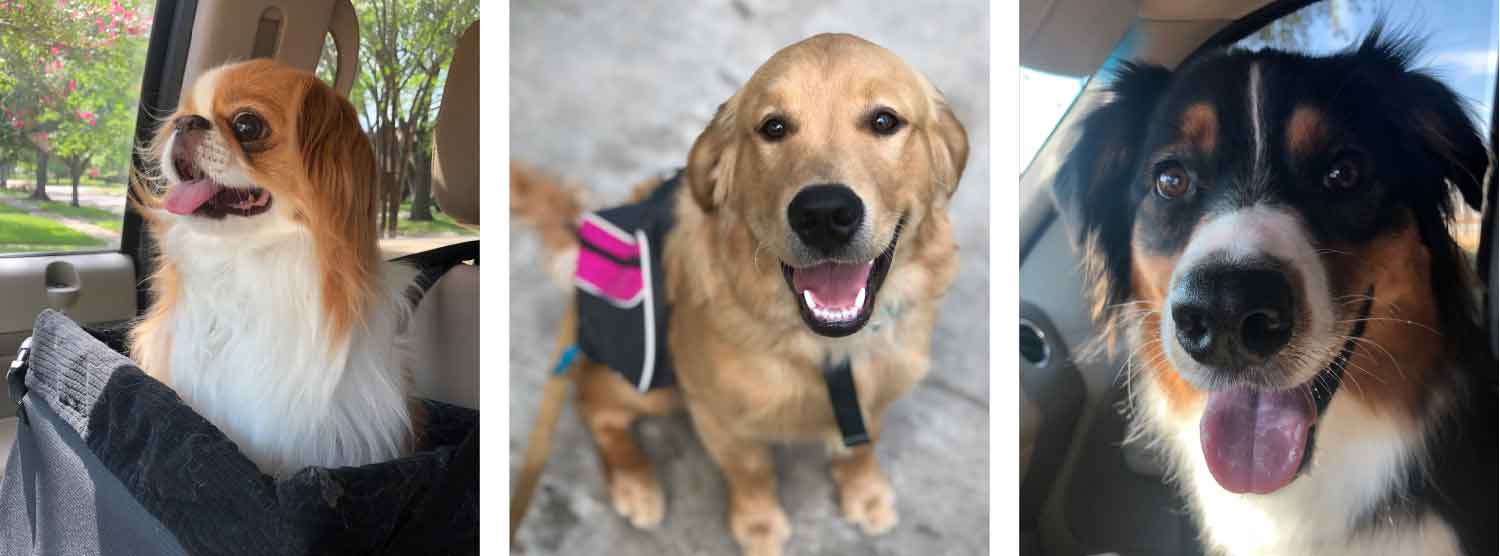 dog-training