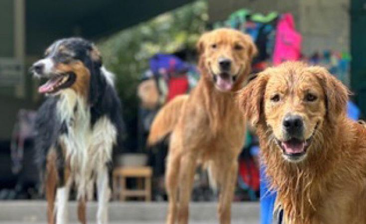 dog-walking1
