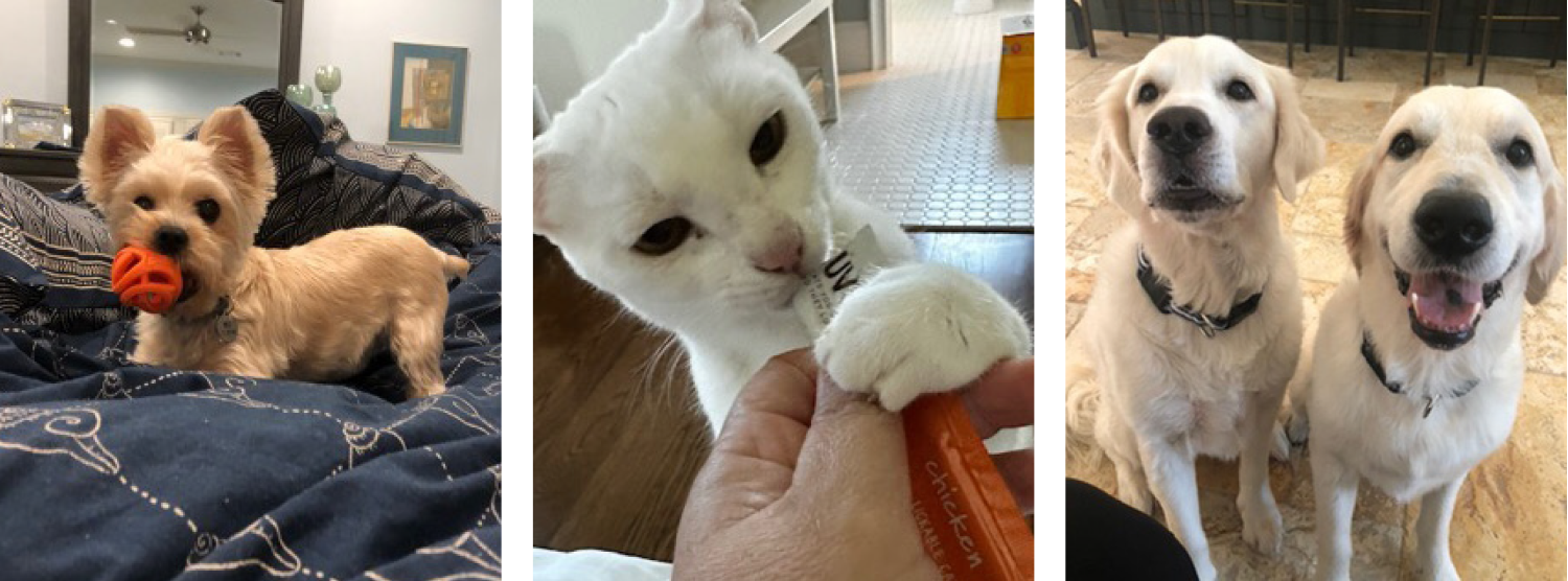 pet-boarding