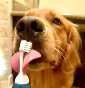 teethbrushing-2